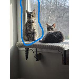Lost Cat Shelby
