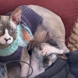 Lost Cat Nuper