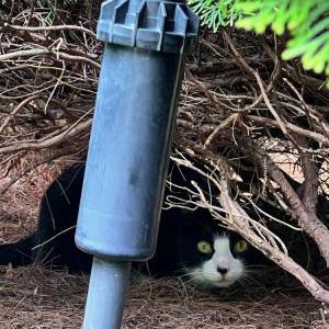 Image of Unknown, Found Cat