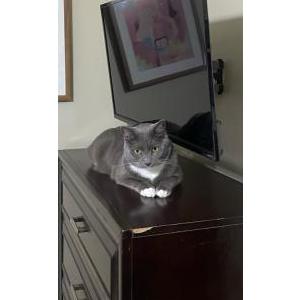 Lost Cat Cubby