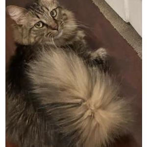 Image of Max, Lost Cat