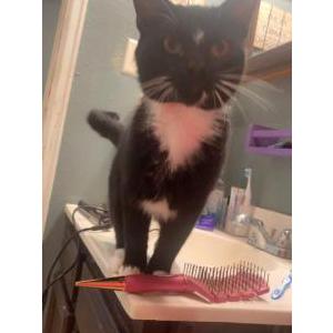 Image of Sylvester, Lost Cat