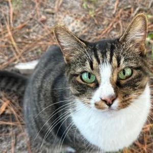 Lost Cat Biscuit