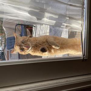 Image of Gordon, Lost Cat