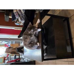 Image of lilly, Lost Cat