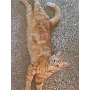 Image of Molly, Lost Cat