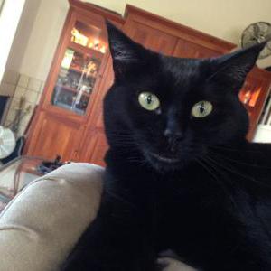 Lost Cat Coco