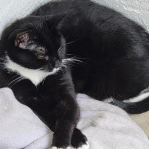Lost Cat Moo