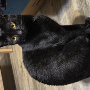 Lost Cat Princess Ming