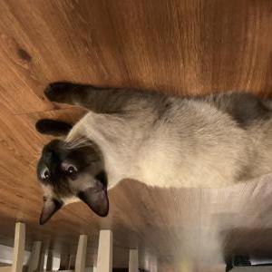 Image of OREO, Lost Cat