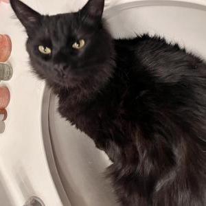 Lost Cat Cola