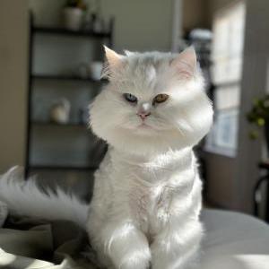 Lost Cat Brutus