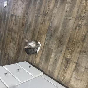 Lost Cat Tibu