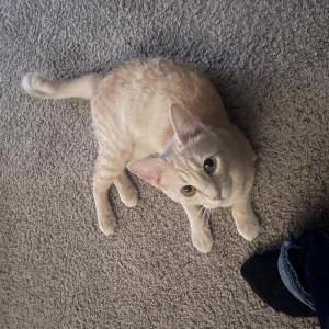 Lost Cat Honey