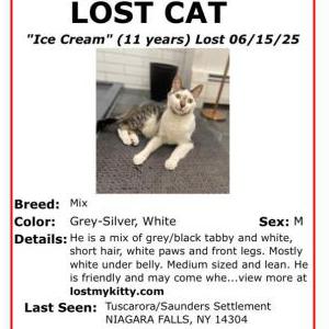 Lost Cat Ice Cream