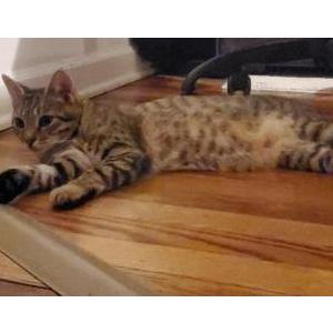 Lost Cat Hugo