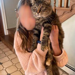 Lost Cat Chatty