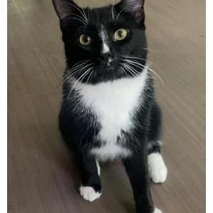 Lost Cat Simon