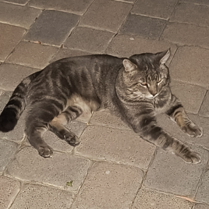 Image of Unknown, Found Cat