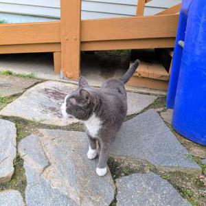 Image of unknown, Found Cat