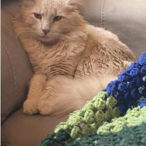 Lost Cat Antar