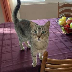 Image of Unknown, Lost Cat