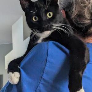 Image of Rev Run, Lost Cat