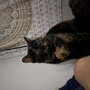 Image of Gracie, Lost Cat