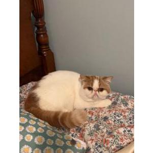 Image of Honey or Sunny, Lost Cat