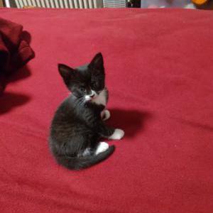 Lost Cat Precious