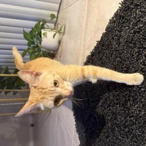 Image of Unknown, Found Cat