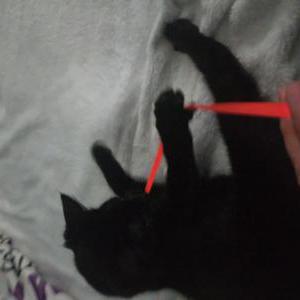 Found Cat Unsure