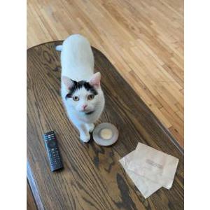 Lost Cat Loki