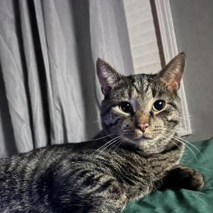 Lost Cat Tazz