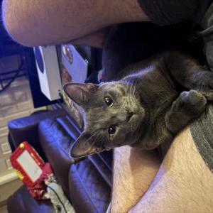 Image of Franky, Lost Cat