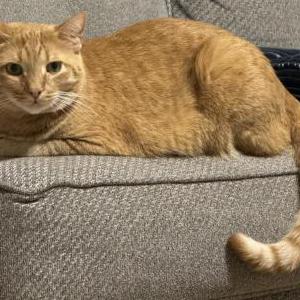 Lost Cat Bulleit