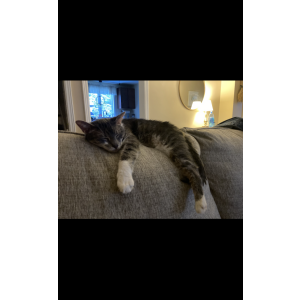 Lost Cat Opie