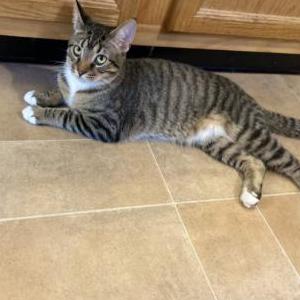 Lost Cat Harry
