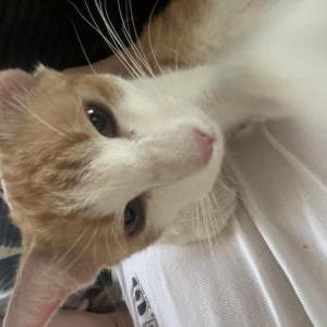 Image of Boots, Lost Cat