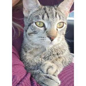 Image of Pickles, Lost Cat