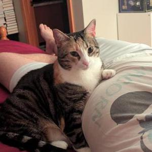 Lost Cat Pixel