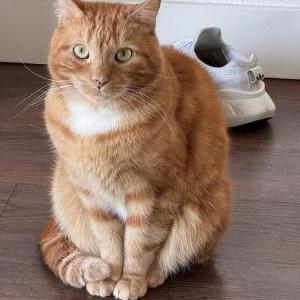 Image of Cheeto, Lost Cat
