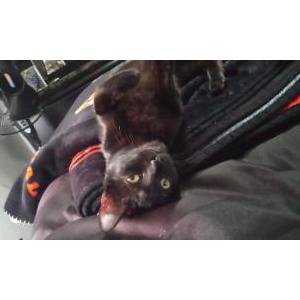 Lost Cat Salem Marie