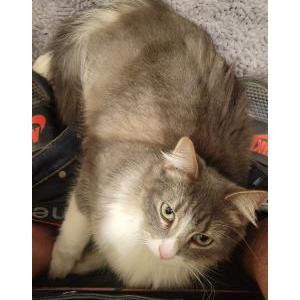 Image of Pelusa, Lost Cat