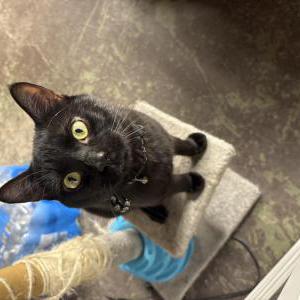 Lost Cat Blaze
