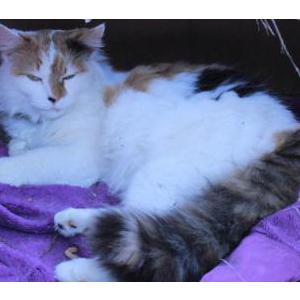 Lost Cat Callie