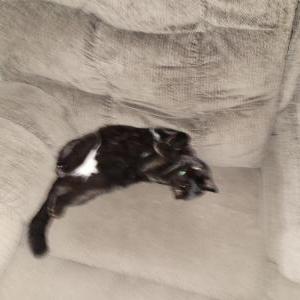 Image of Onyx, Lost Cat