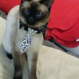 Lost Cat Georgie