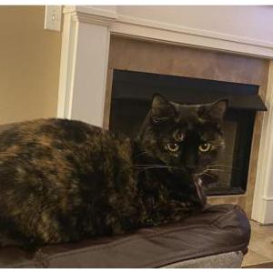 Image of Sia, Lost Cat