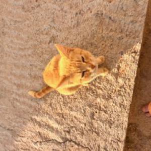 Image of Passiflora, Lost Cat